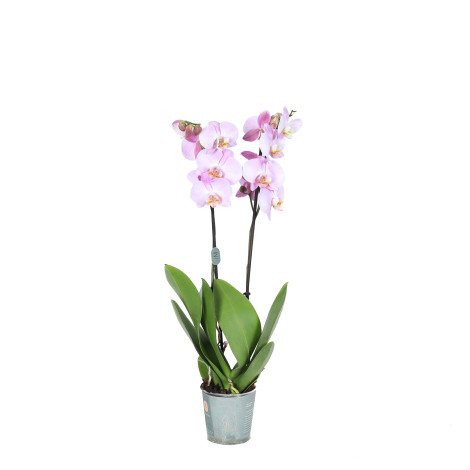 Phalaenopsis Plant Pink