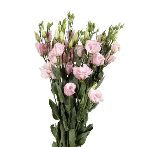 Lisianthus Pink