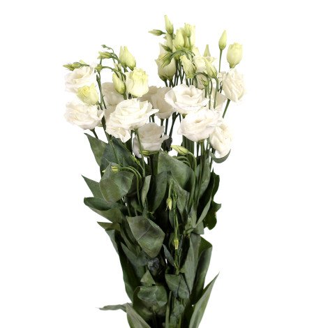 Lisianthus White