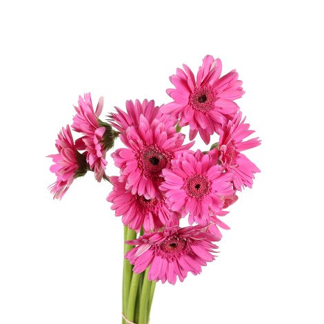 Gerbera Fuchsia