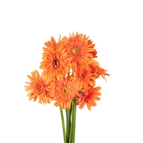 Gerbera Orange