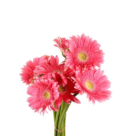 Gerbera Dark Pink