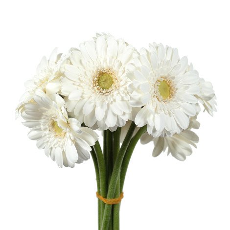 Gerbera White