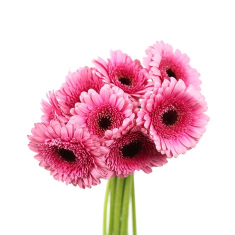 Gerbera Highlight Pink