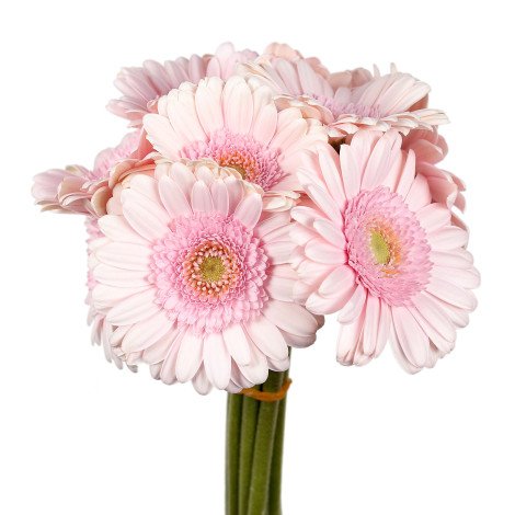 Gerbera Light Pink