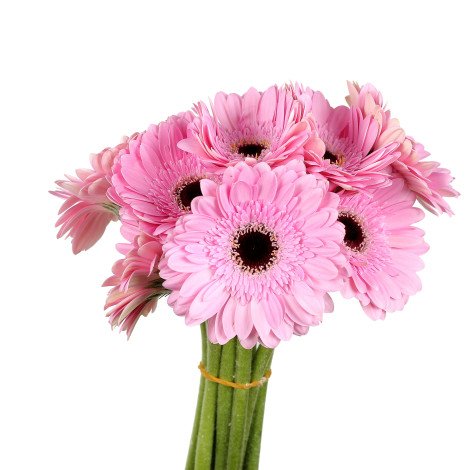 Gerbera Pink