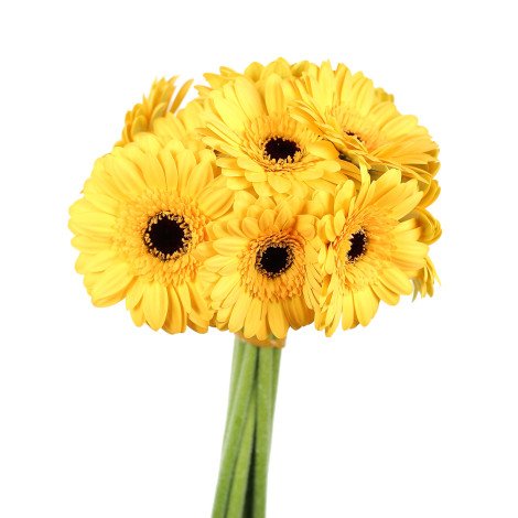 Gerbera Yellow