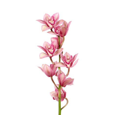 Cymbidium Light Purple