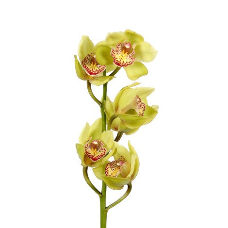 Cymbidium Green