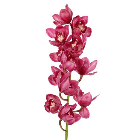 Cymbidium Purple