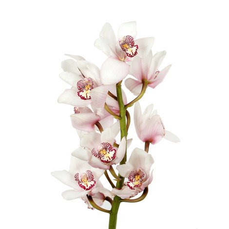 Cymbidium  Light Pink