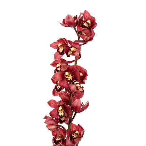 Cymbidium Maroon