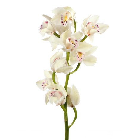 Cymbidium White