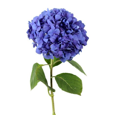 Hydrangea Blue