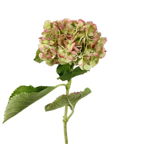 Hydrangea Dark Green