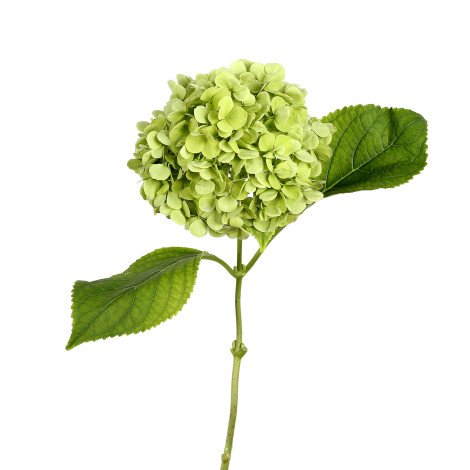 Hydrangea Green