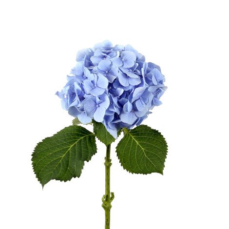 Hydrangea Light Blue