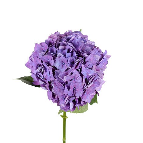 Hydrangea Purple