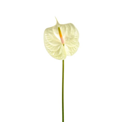 Anthurium White