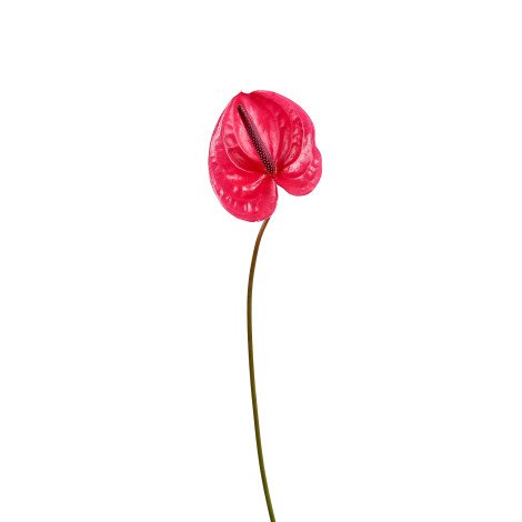 Anthurium Maroon