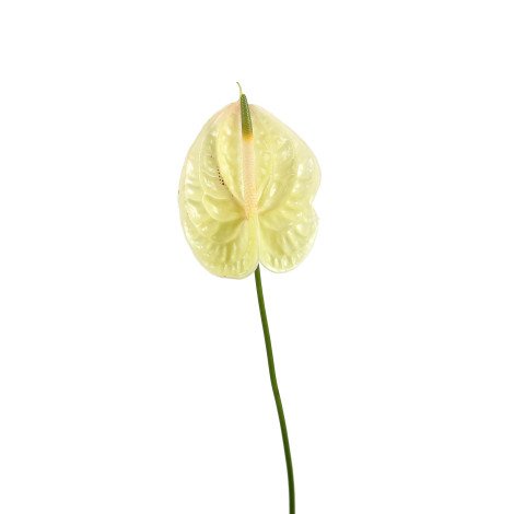 Anthurium Light Green