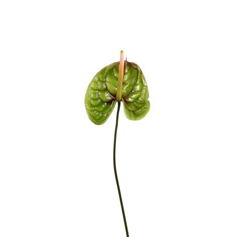 Anthurium Green