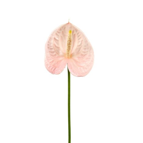 Anthurium Pink