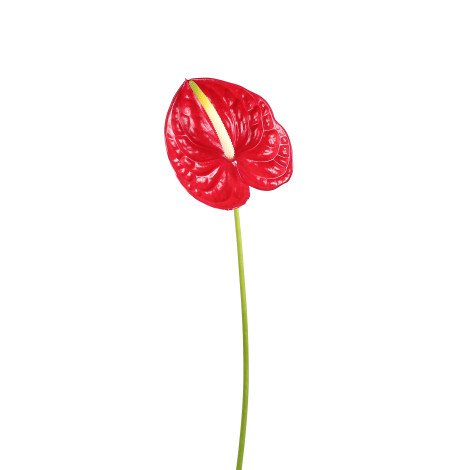 Anthurium Red