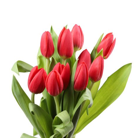 Tulip Red