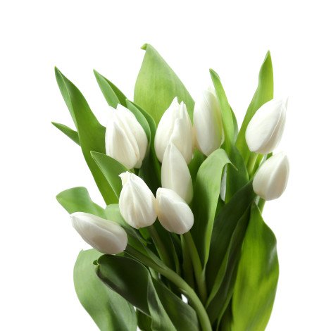 Tulip White