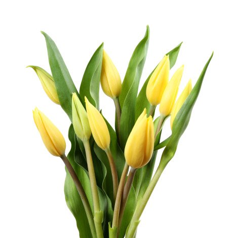 Tulip Yellow