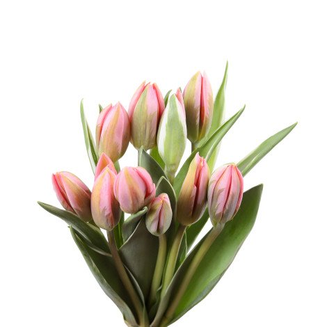 Tulip Pink