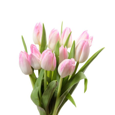 Tulip Light Pink