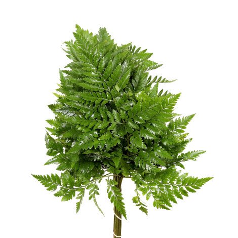 Leatherleaf fern