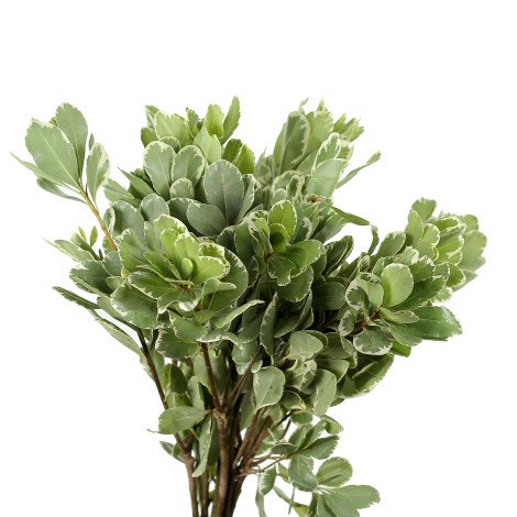 Pittosporum Ilan