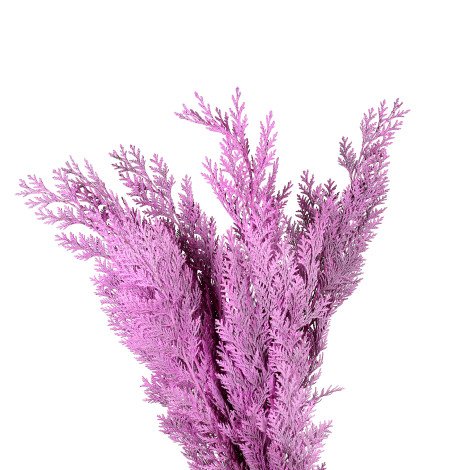 Conifer Tinted Pink