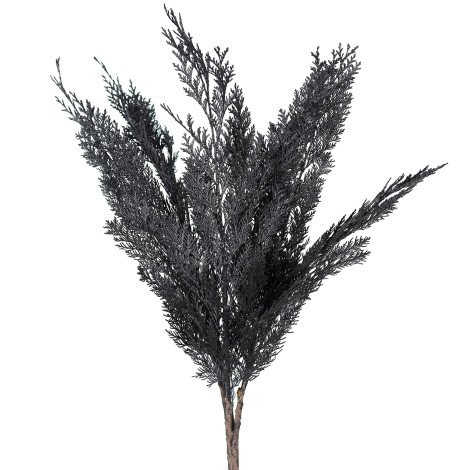 Conifer Tinted Black