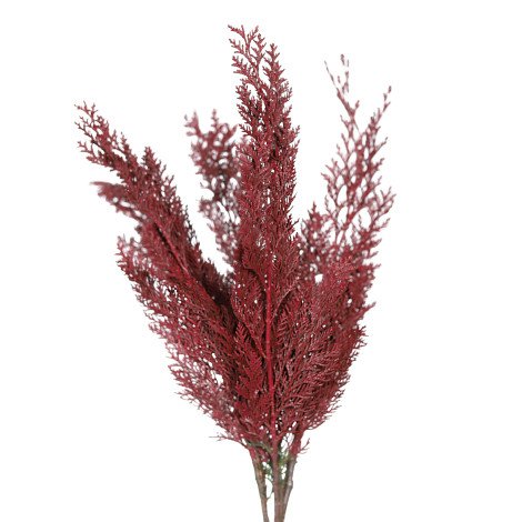 Conifer Tinted Maroon