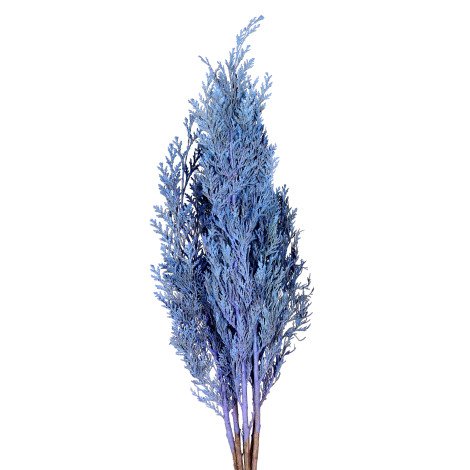 Conifer Tinted Blue