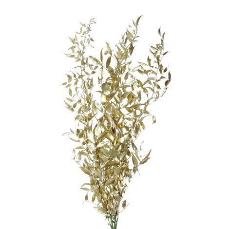 Ruscus Italy Gold