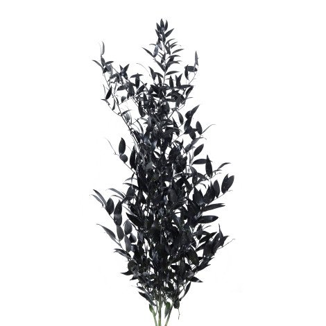 Ruscus Italy Black