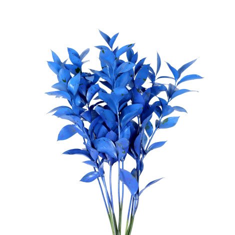 Ruscus Tinted Blue