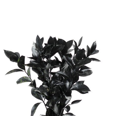 Ruscus Tinted Black