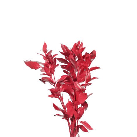 Ruscus Tinted Red