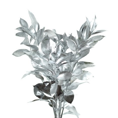 Ruscus Tinted Silver