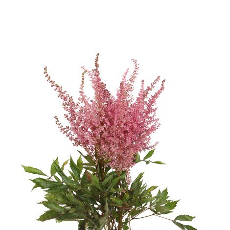 Astilbe