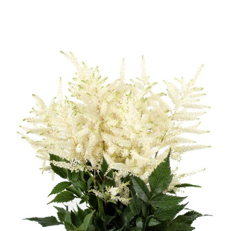 Astilbe