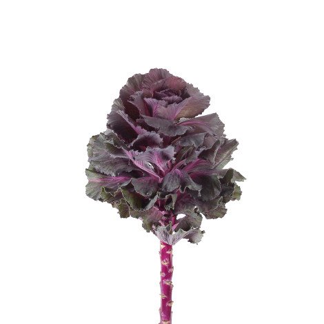 Brassica Purple