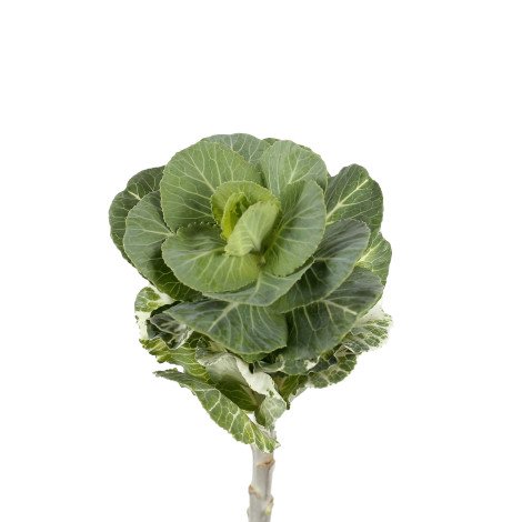 Brassica Green