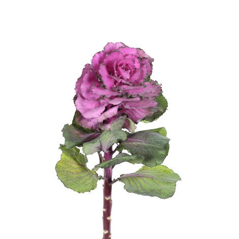 Brassica Pink